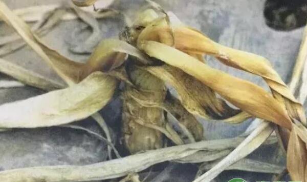 大蒜细菌性软腐病 