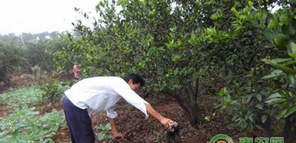 冬季柑橘树如何防治病虫害？
