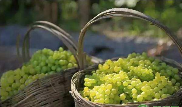 葡萄冬季怎么整形修剪？葡萄冬季修剪技术及施肥要点