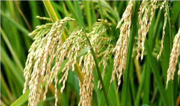 绿色水稻怎么种植？水稻绿色优质高产栽培技术要点