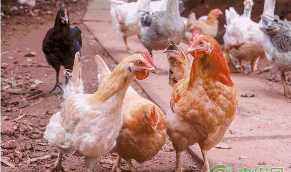 生态放养鸡要怎么养？生态放养鸡日常饲养管理技术要点