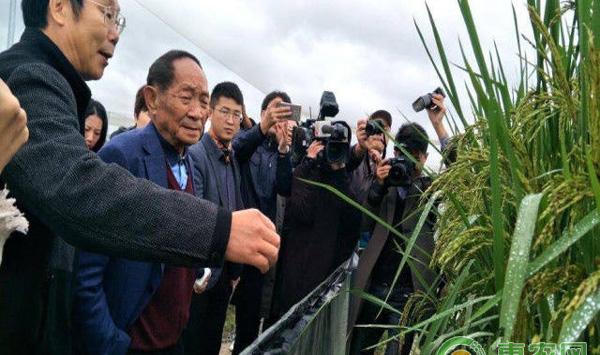 超级稻产量多少，超级稻有哪些优势？