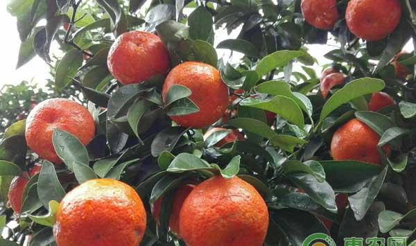 柑橘树有叶无花的原因及解决办法