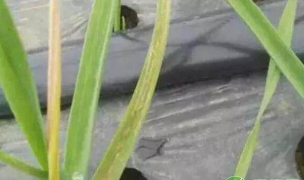大蒜疫病