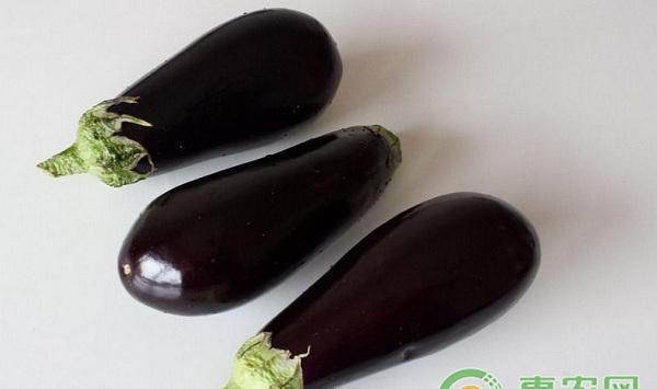 茄子如何嫁接育苗？茄子嫁接育苗关键技术介绍