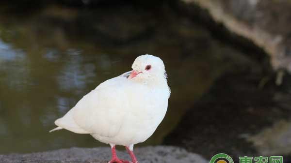 如何鉴别鸽子的性别？鸽子雌雄鉴定方法