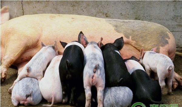 怀孕母猪怎么喂养？怀孕母猪的喂料原则
