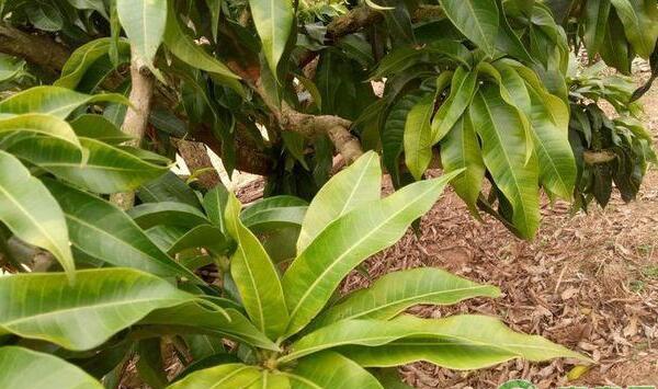 叶片营养不良，提前衰老黄化 