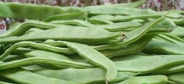 大棚豆角