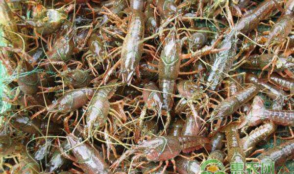 小龙虾养殖须知：各月份小龙虾的生长状态