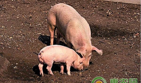 母猪咬小猪怎么办？解决母猪咬小猪的四大方法介绍