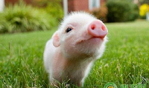 猪腿瘸是什么原因？猪腿瘸怎么治疗？