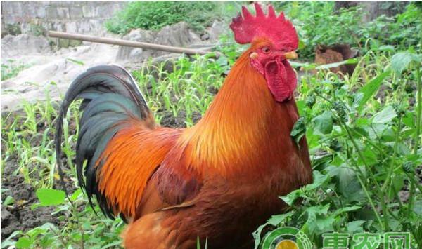 生态放养鸡要怎么养？生态放养鸡日常饲养管理技术要点