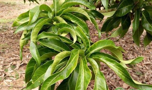 多效唑多年累计药害 