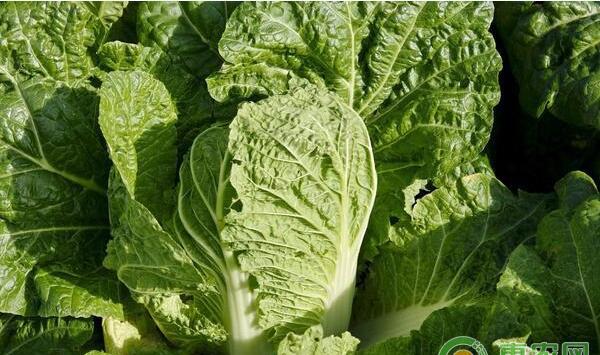 白菜抽风了怎么办?白菜病毒病防治措施