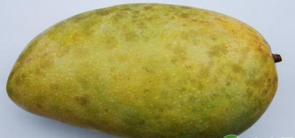 芒果露水斑病