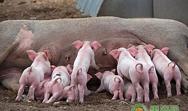 母猪怀孕期间需要注意什么?怀孕母猪管理要点
