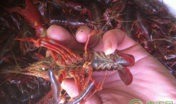 小龙虾养殖技巧：关于种苗的问题