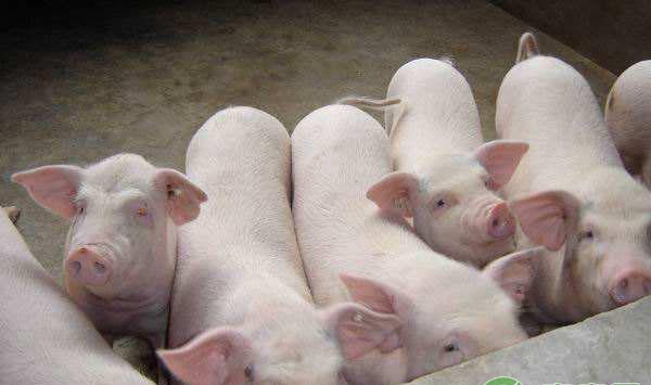 猪场母猪配种后一定得注意这五个细节