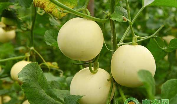 秋季甜瓜怎么种？甜瓜种植注意事项