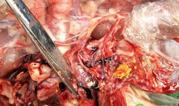 秋冬鸡呼吸道疾病发病原因