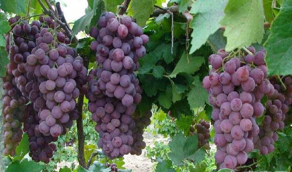 葡萄高产技术