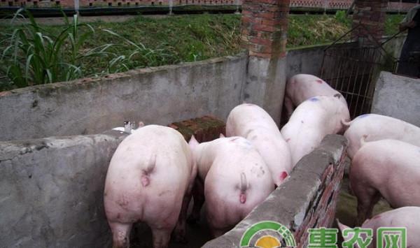 养猪户必看的猪场赚钱经验分享