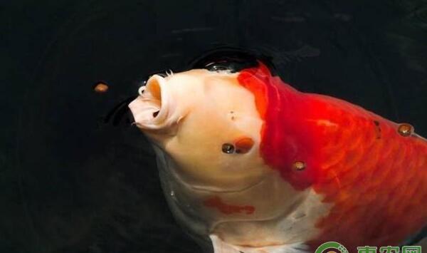 锦鲤养殖技巧：锦鲤出现怪异姿势原因分析