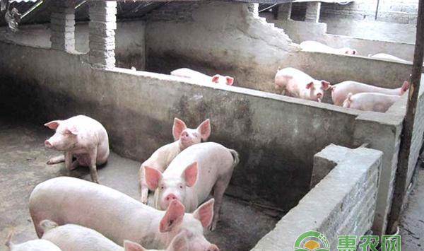 秋冬交替季节猪场管理要点