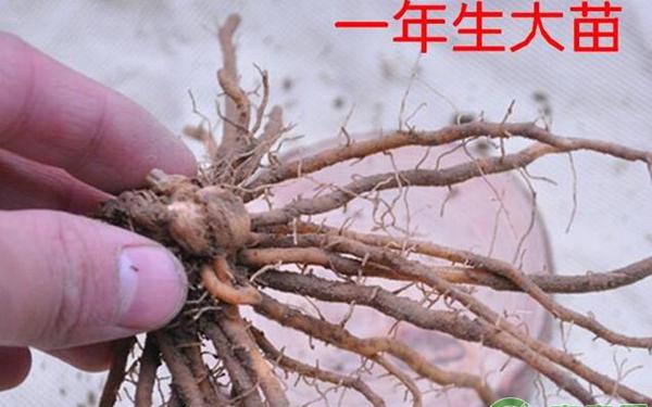 一年生大苗