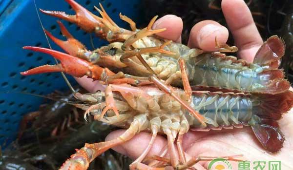 小龙虾养殖技巧：病因分析、疾病预防、病害防治及科学用药