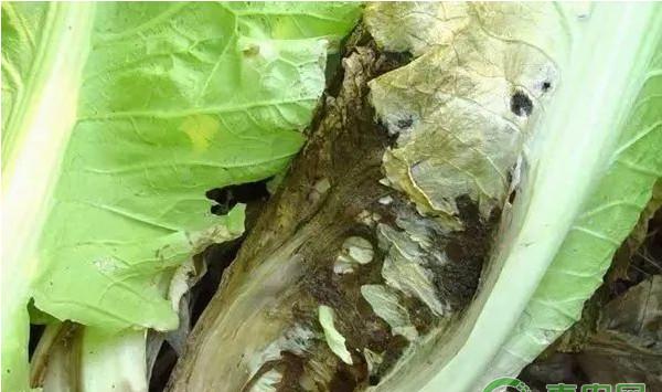 大白菜有哪些常见病害？大白菜常见病害及其防治方法
