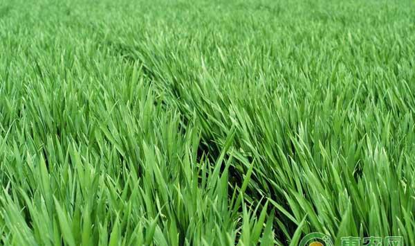 今年小麦有哪些主要病虫害？小麦病虫害发生特点及原因分析