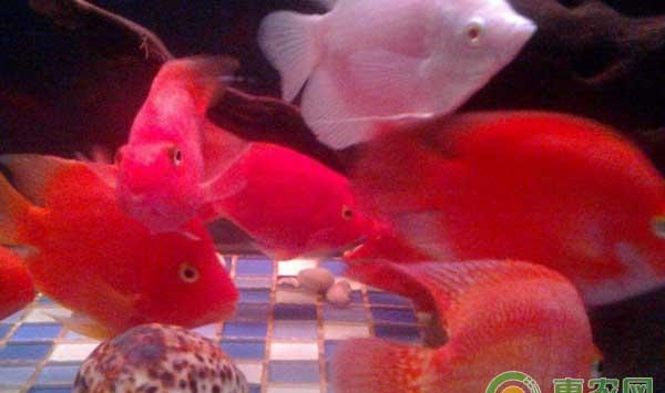 观赏鱼养殖：红魔鬼鱼繁殖及饲养方法