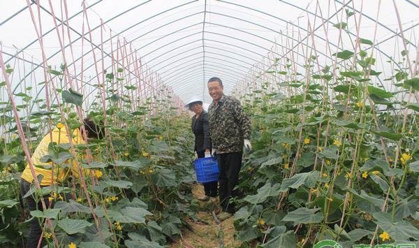 影响大棚菜根系的主要原因