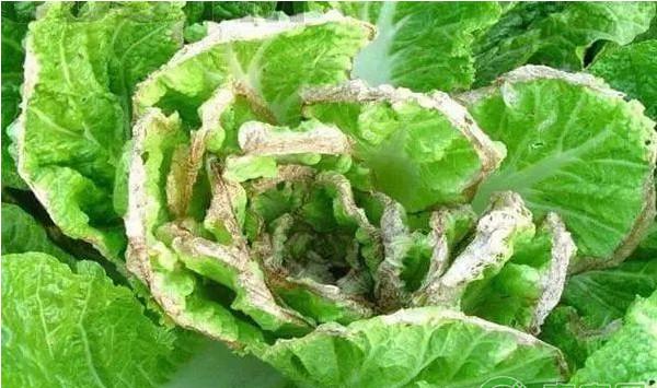 大白菜有哪些常见病害？大白菜常见病害及其防治方法