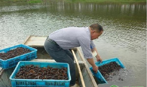 浅析盱眙县“虾稻共生”综合种养技术的应用与研究