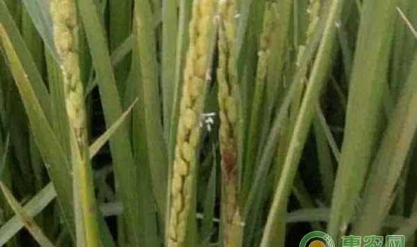 水稻穗腐病的危害症状与防治措施