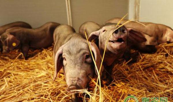 用这些东西喂猪，省钱又长膘!