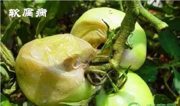 番茄常见病害的识别与区别（附防治措施）