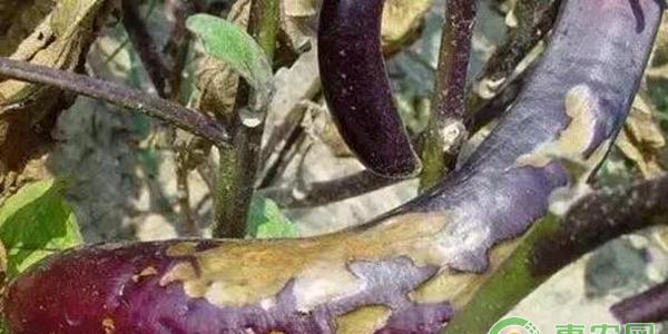28种茄子病虫害