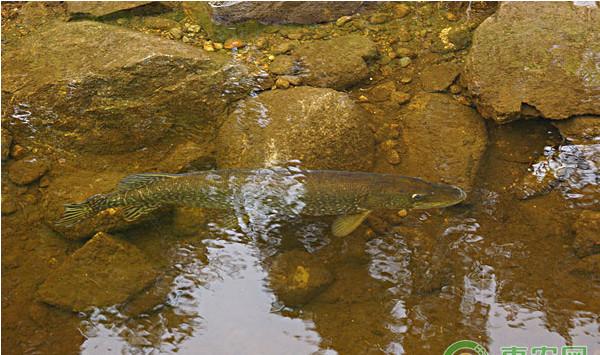 浅析白斑狗鱼的高效网箱养殖技术
