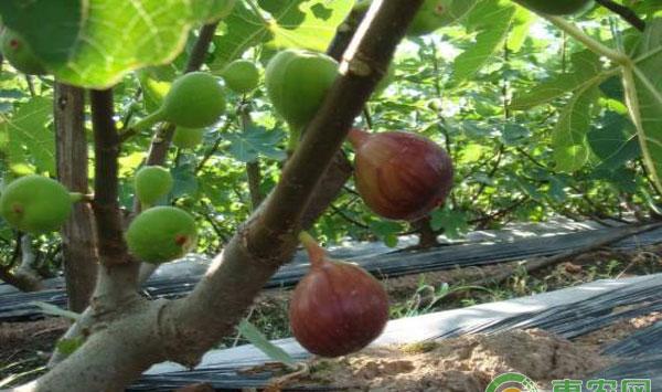 无花果种植技术