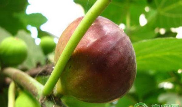 无花果栽培技术