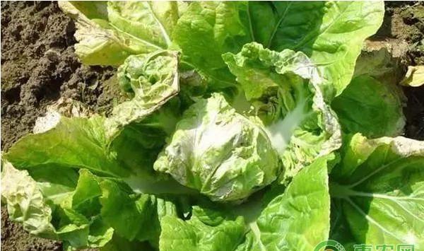 大白菜有哪些常见病害？大白菜常见病害及其防治方法