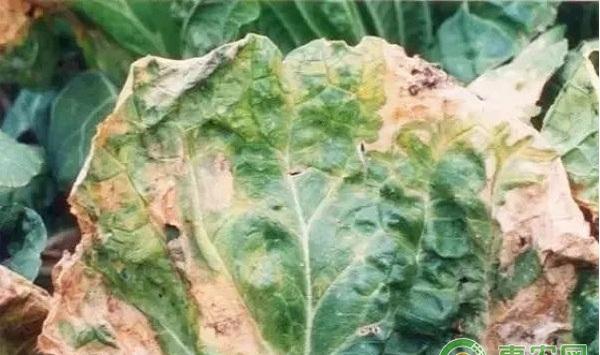 大白菜有哪些常见病害？大白菜常见病害及其防治方法