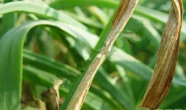 秋大蒜有哪些常见病害？秋大蒜常见病害及其防治方法