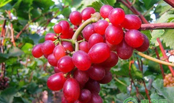 克瑞森无核葡萄怎么种？克瑞森无核葡萄大棚栽培技术要点