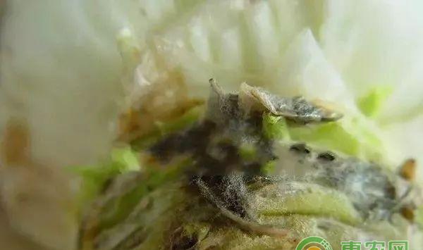大白菜有哪些常见病害？大白菜常见病害及其防治方法