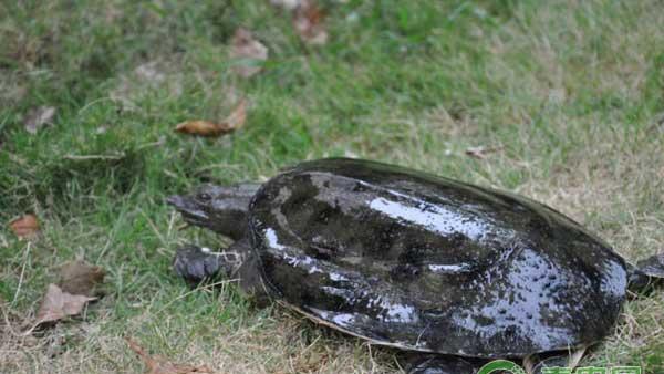 稚、幼鳖、成鳖饲养技术